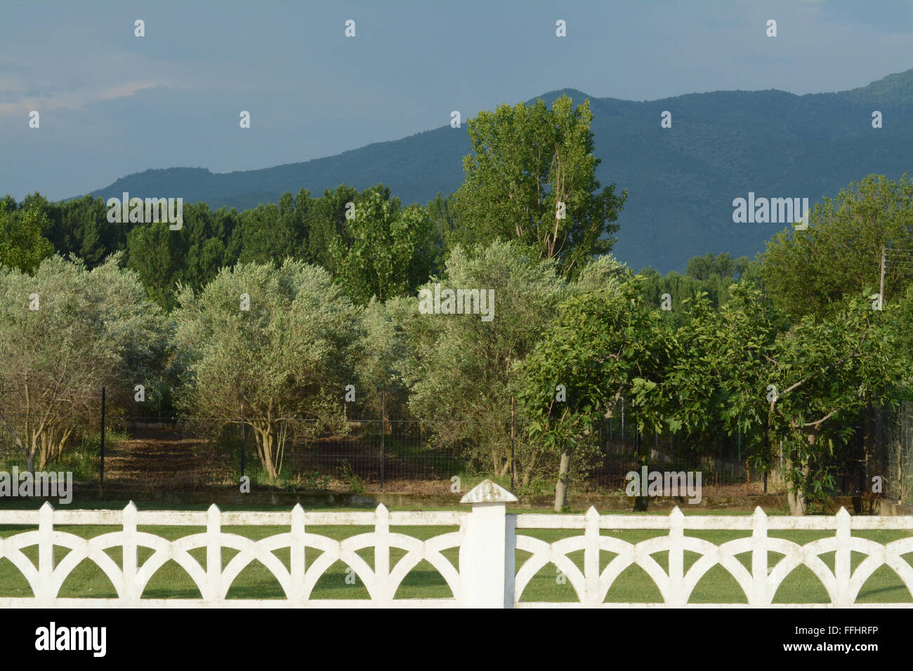 Paysage grec avec clôture blanche en premier plan, champ d'oliviers, arbres et montagne. Banque D'Images
