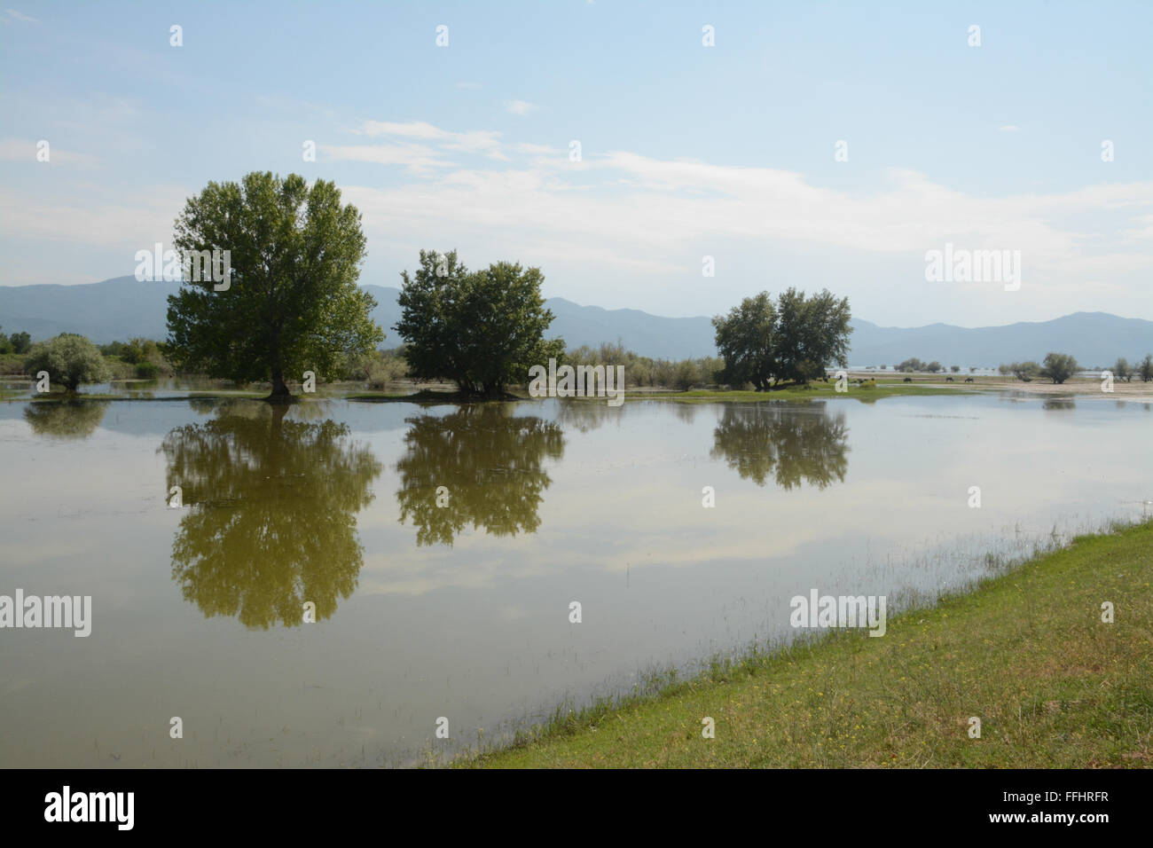 Paysage grec au lac Kerkini en été, avec des reflets d'arbres et de montagnes Banque D'Images