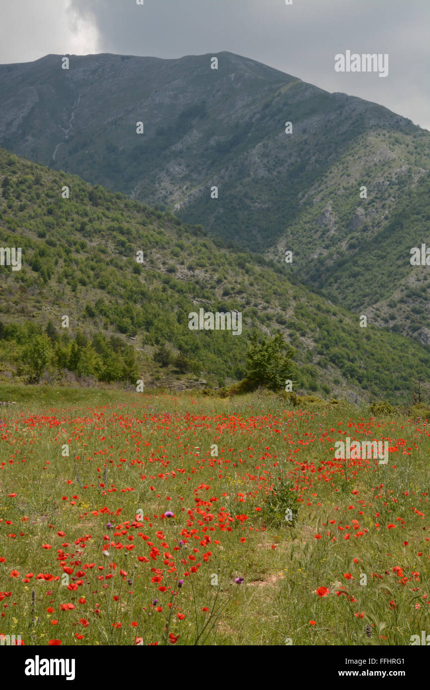 Pied du Mont Orvilos dans le Nord de la Grèce. Paysage avec des coquelicots rouges et montagnes en arrière-plan. Banque D'Images