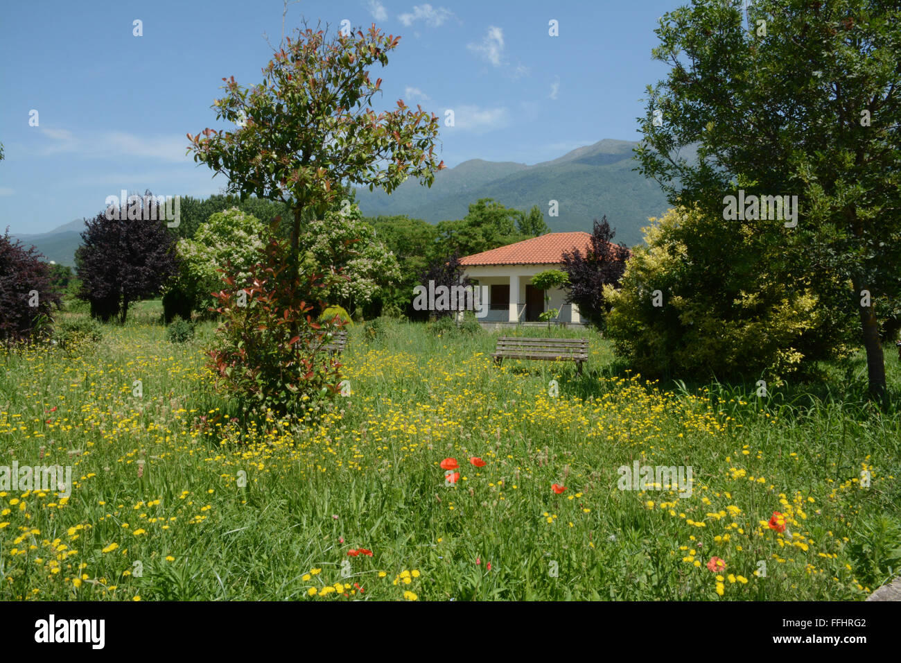 Paysage grec coloré avec prairie de fleurs sauvages, maison blanche, montagnes et ciel bleu Banque D'Images