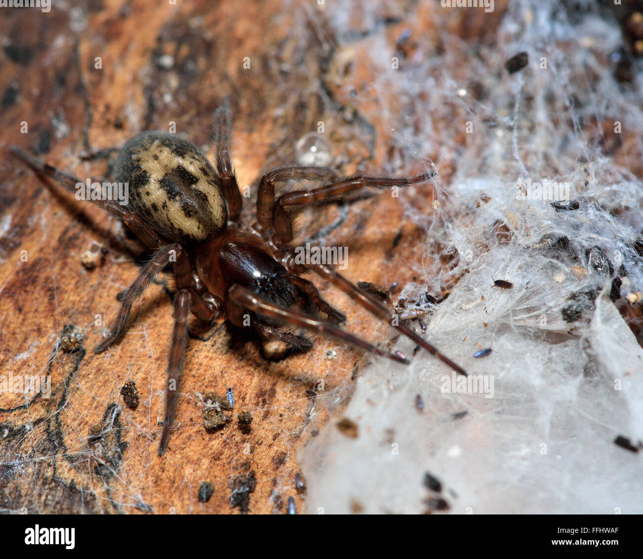 Palmé (araignée dentelle Amaurobius fenestralis). L'araignée femelle de la famille des Amaurobiidae avec web, découvert sous l'écorce Banque D'Images