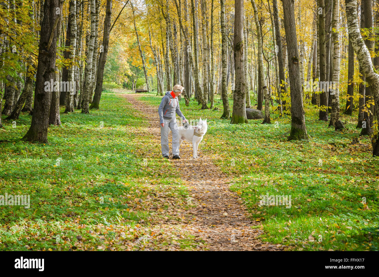 Femme avec chien marche dans l'allée de bouleaux, journée ensoleillée d'automne Banque D'Images