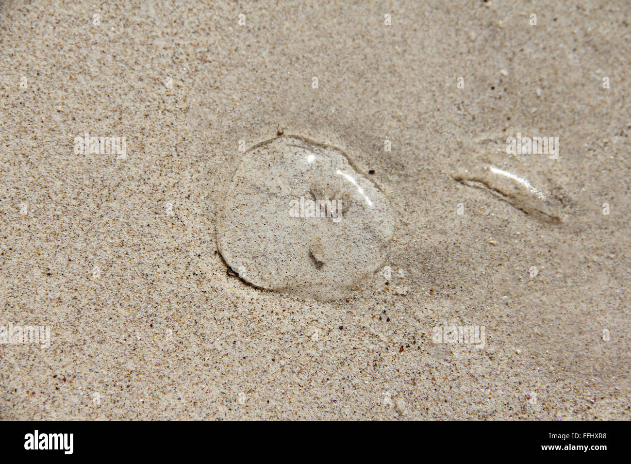 Petite méduse transparente sur le sable close up Banque D'Images