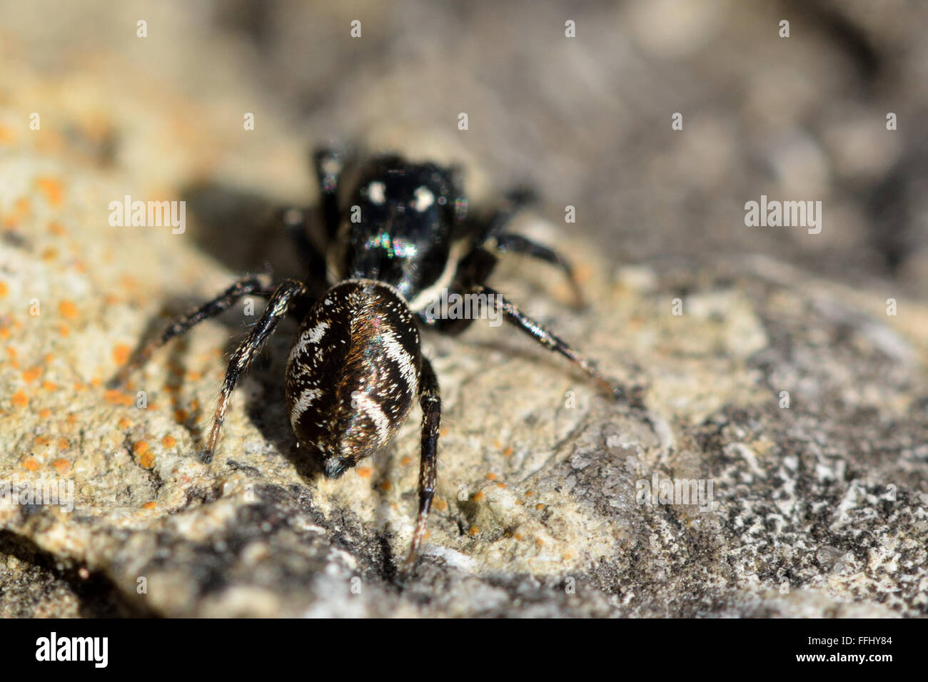 (Salticus scenicus araignée zèbre). Un noir et blanc à rayures thomisidae (famille des Salticidae), montrant les marques sur l'abdomen Banque D'Images