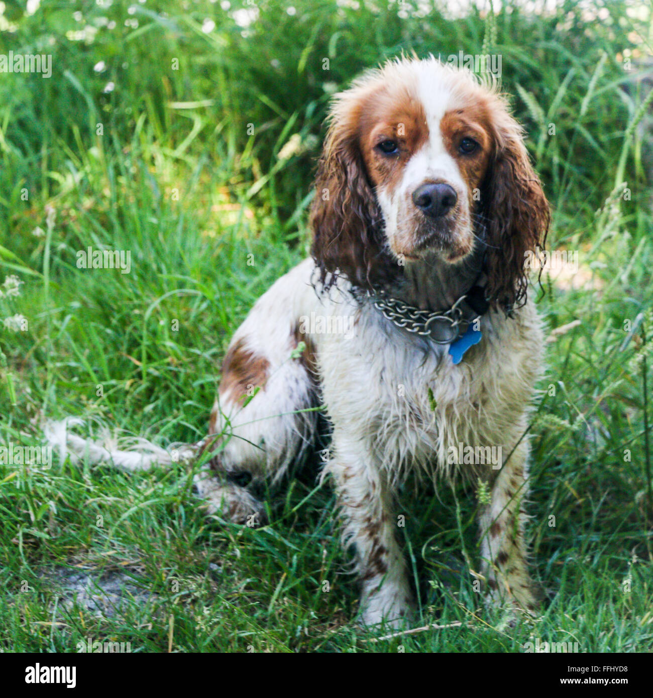 Cocker mouillé sur le bord du lac Windermere, Cumbria, Angleterre Banque D'Images