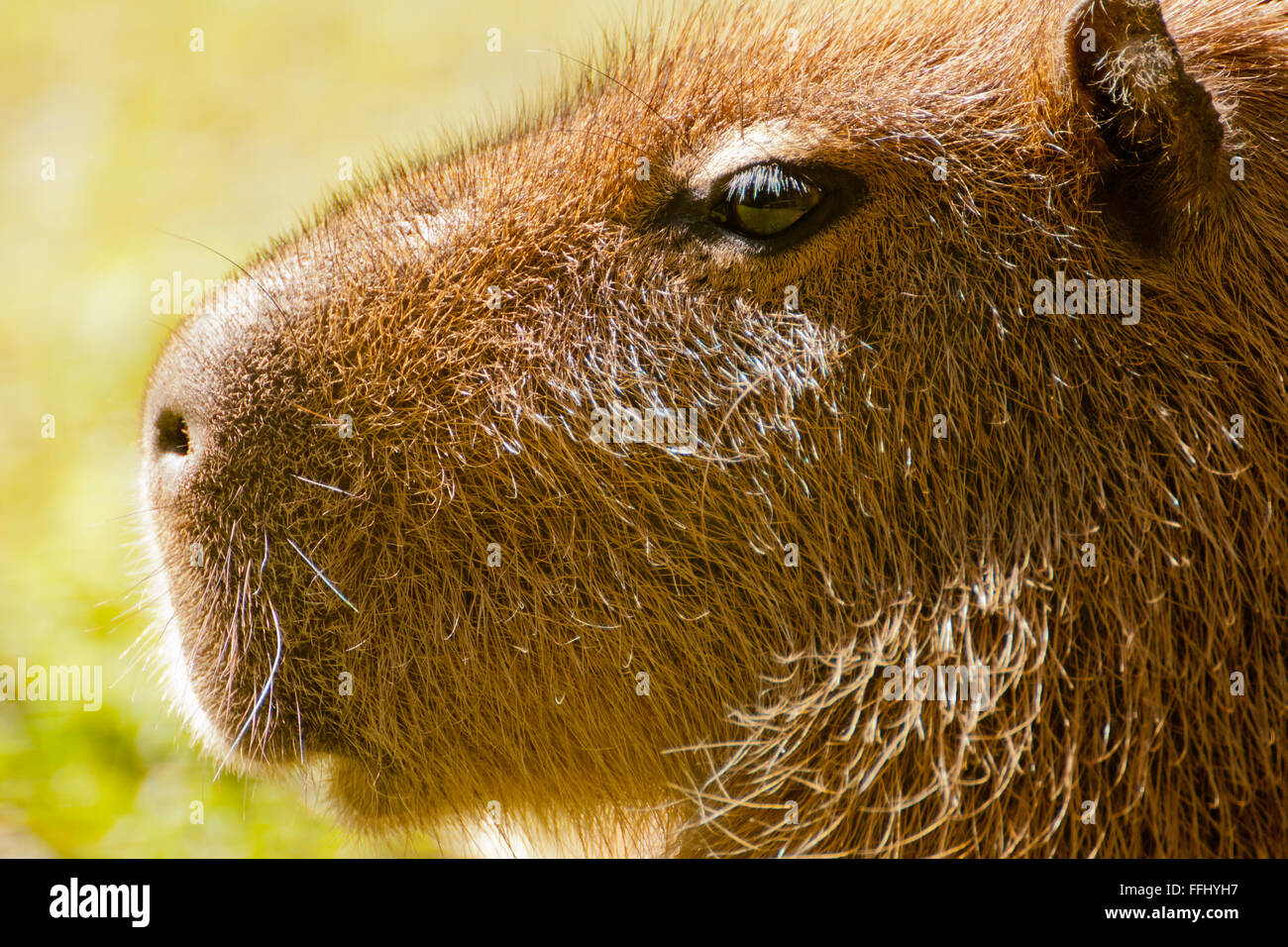 Capybara - portriat de ce mammifère semi-aquatique intelligent Banque D'Images