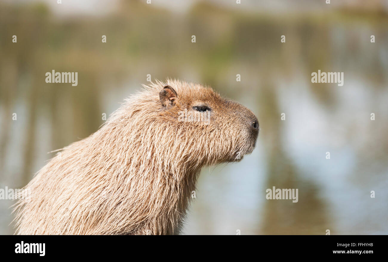 Capybara - portriat de ce mammifère semi-aquatique intelligent Banque D'Images