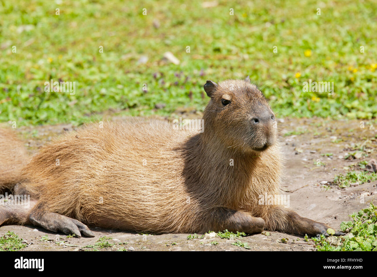 Capybara - portriat de souligner cette semi-intelligents mammifères aquatiques Banque D'Images