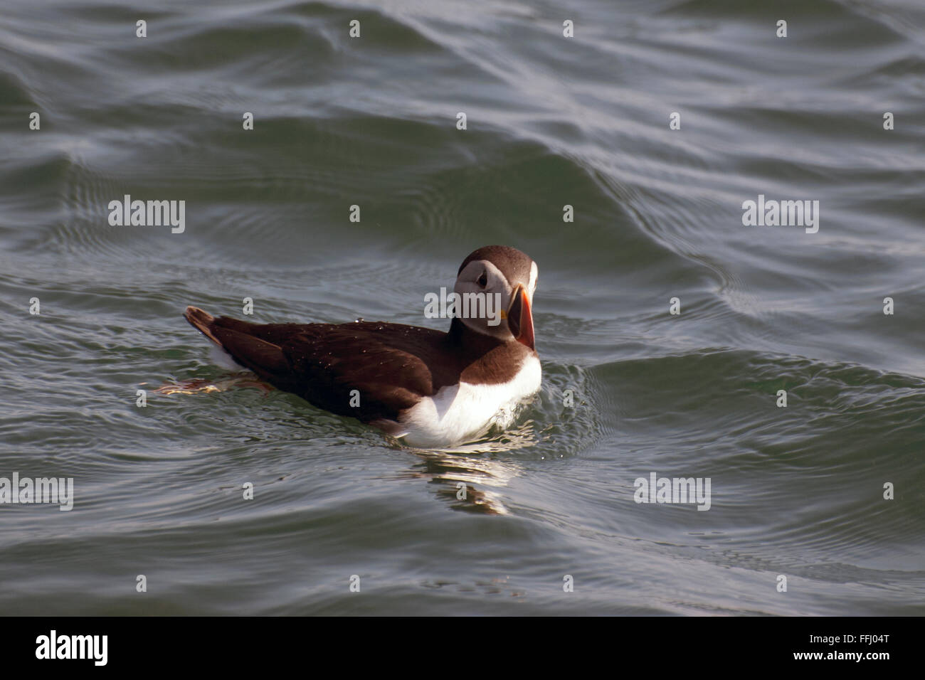 Macareux moine, également appelé macareux commun, la natation dans le Maine l'eau de l'océan. Son apparence ressemble à un perroquet avec son bec coloré. Banque D'Images