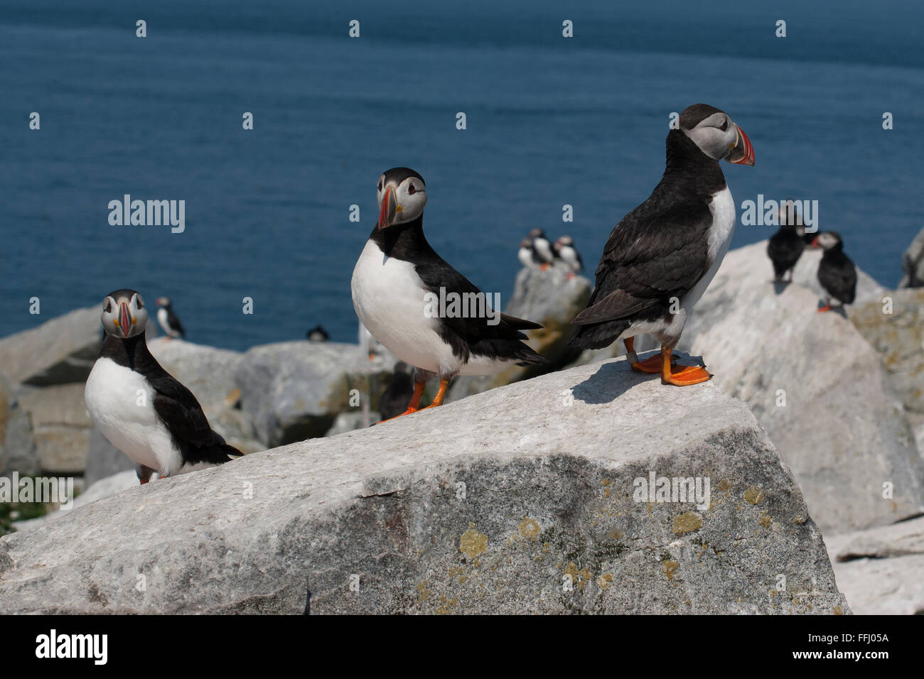 Trois macareux moines, qui sont en voie de disparition oiseaux seacoast, gardant leur nid sur une île près de la côte de l'est du Maine. Banque D'Images