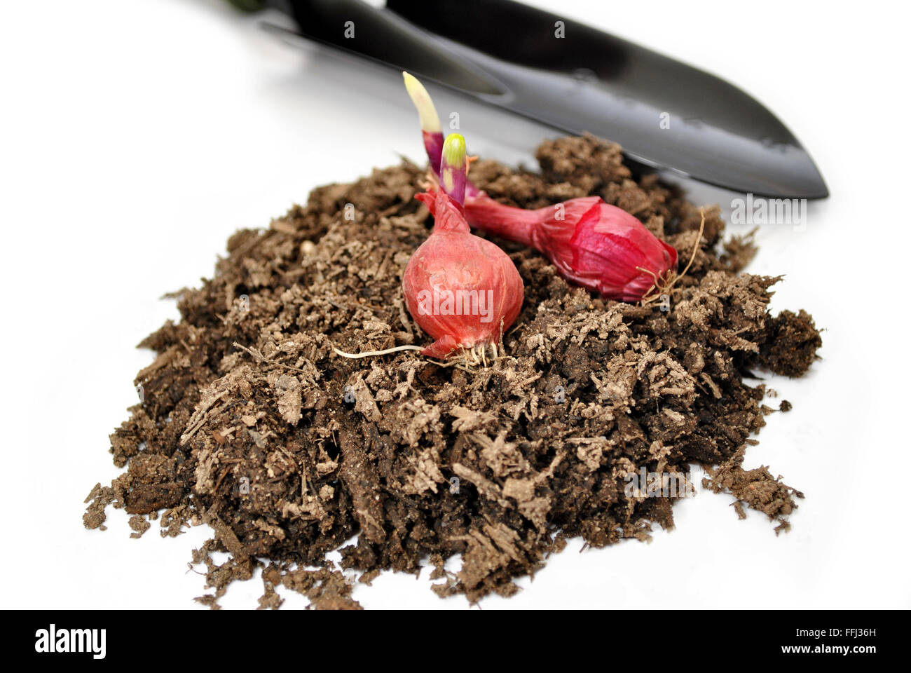 Oignons rouges sur la terre de jardin Banque D'Images