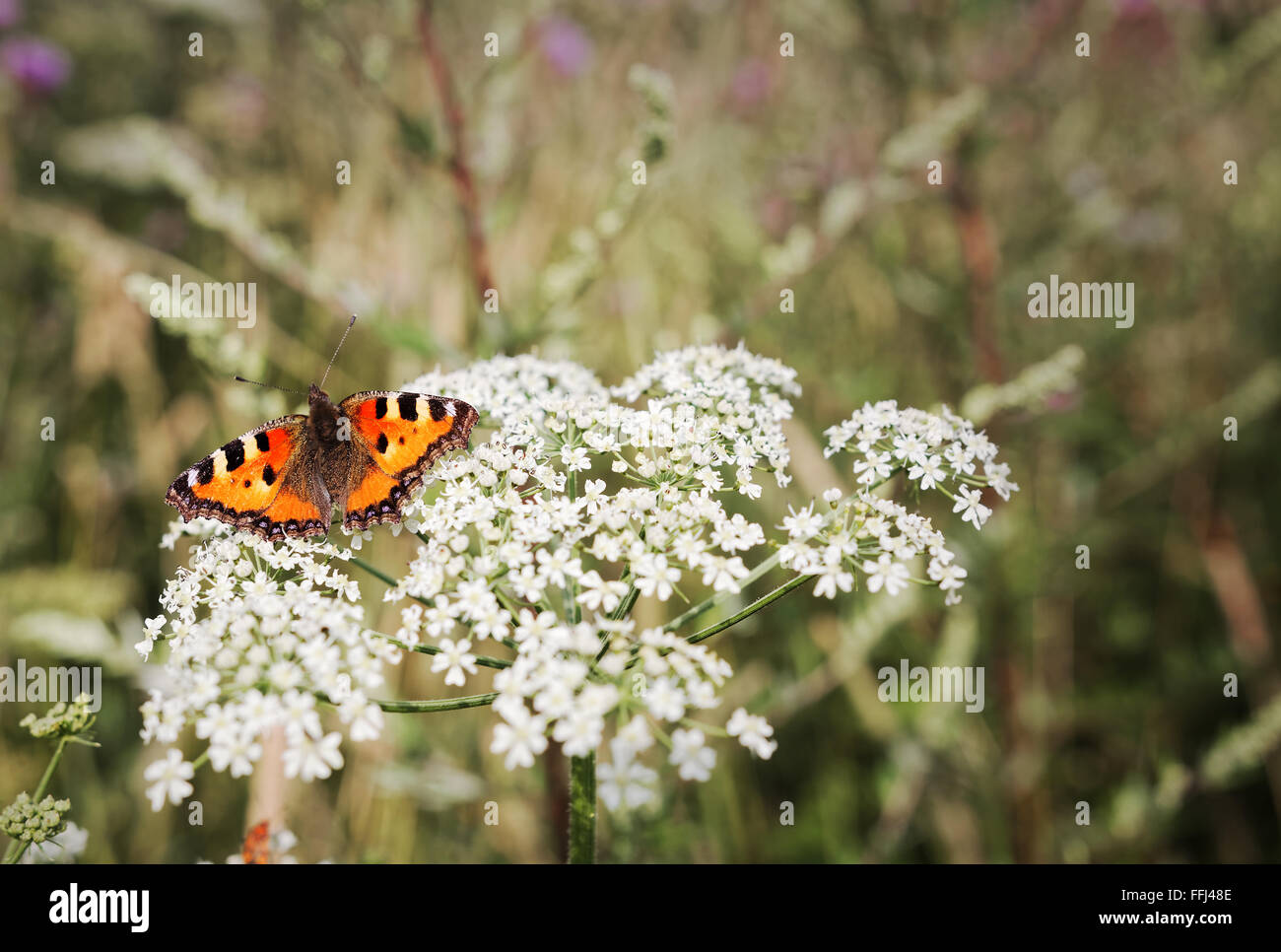 Petite écaille (Aglais urticae), des profils reposant sur fleur blanche Banque D'Images