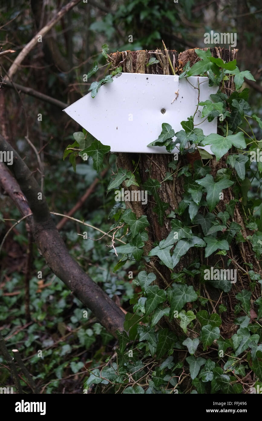 Petit panneau blanc blanc fixé sur un arbre, prêt à vous d'ajouter votre propre texte ou dessin. 14 février 2016 Banque D'Images