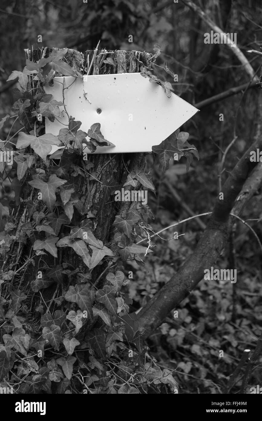 Petit panneau blanc blanc fixé sur un arbre, prêt à vous d'ajouter votre propre texte ou dessin. 14 février 2016 Banque D'Images