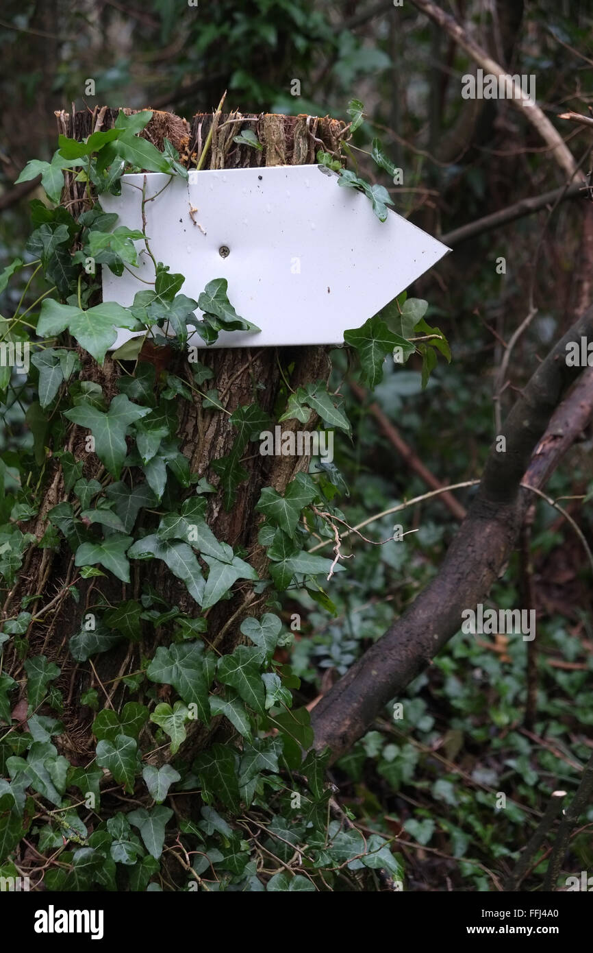 Petit panneau blanc blanc fixé sur un arbre, prêt à vous d'ajouter votre propre texte ou dessin. 14 février 2016 Banque D'Images