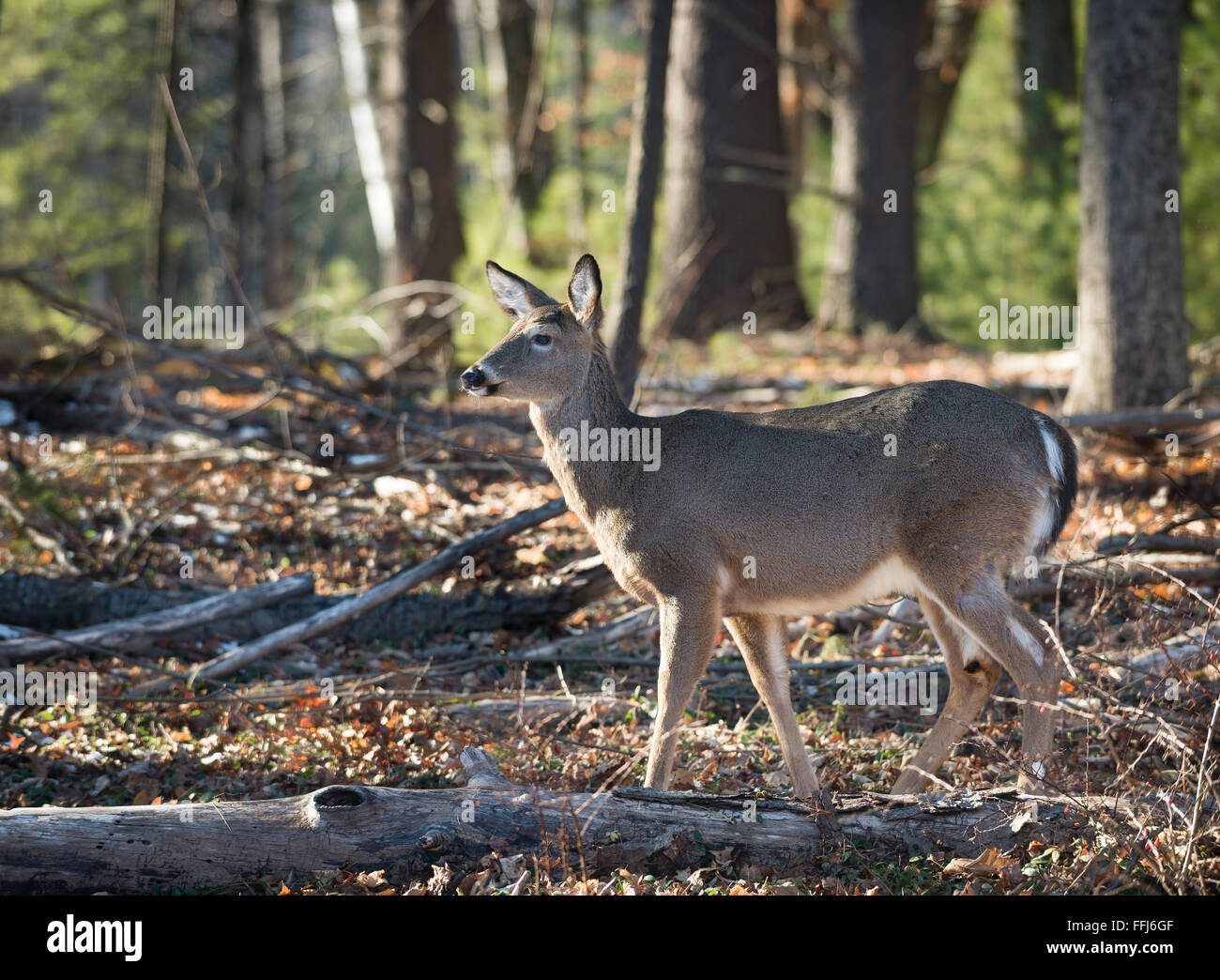 Une alerte de cerf de Virginie dans la forêt dans les montagnes Catskill dans l'état de New York pendant l'hiver. Banque D'Images