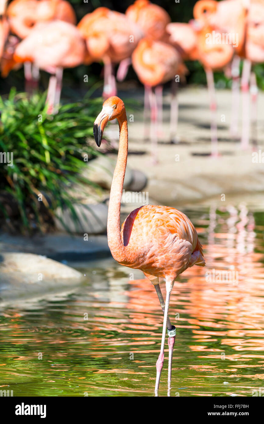 Un flamand rose marche à travers un étang à rejoindre son troupeau Banque D'Images