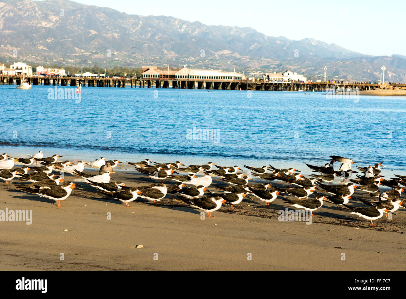 Les oiseaux se serrent le long de la plage de sable de Santa Barbara's iconic harbour avec célèbre Stearns Wharf qui tapissent l'horizon Banque D'Images