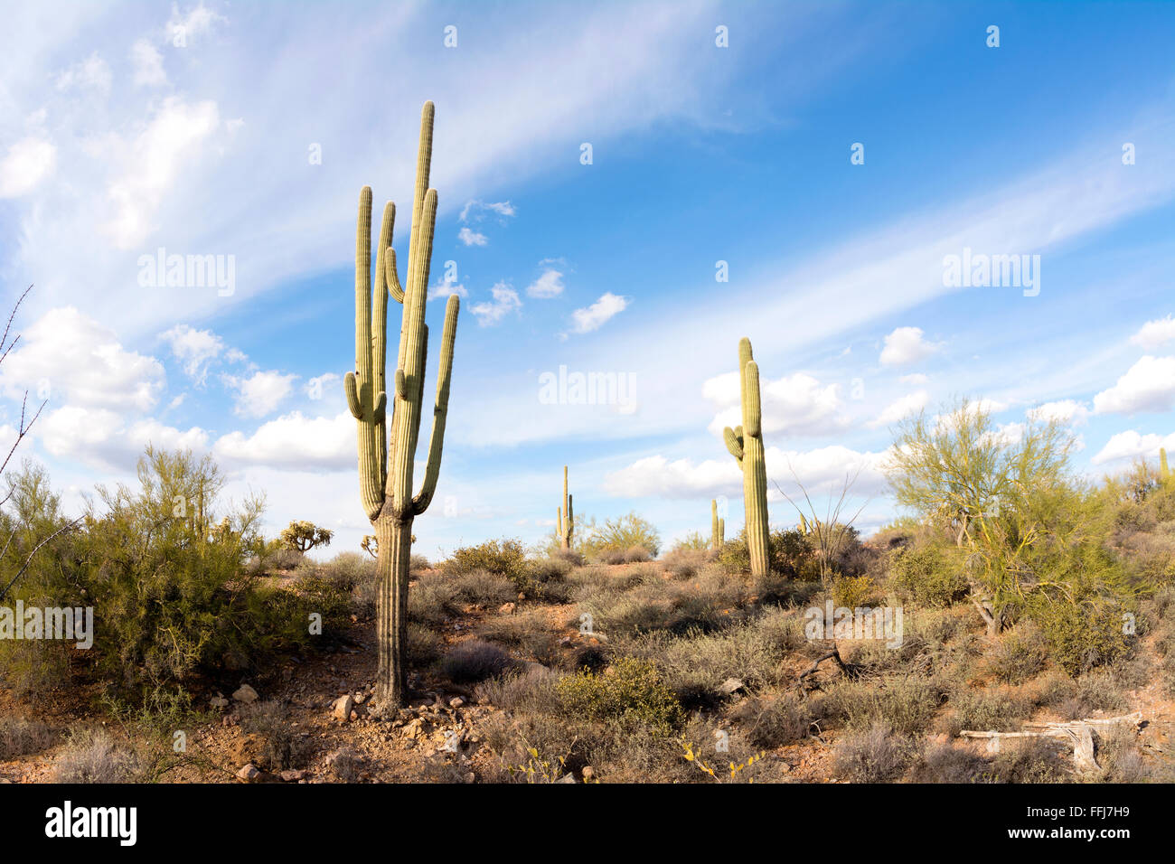 Une image de la superstition en Arizona désert montre le détail d'un désert sec avec un saguaro cactus Banque D'Images