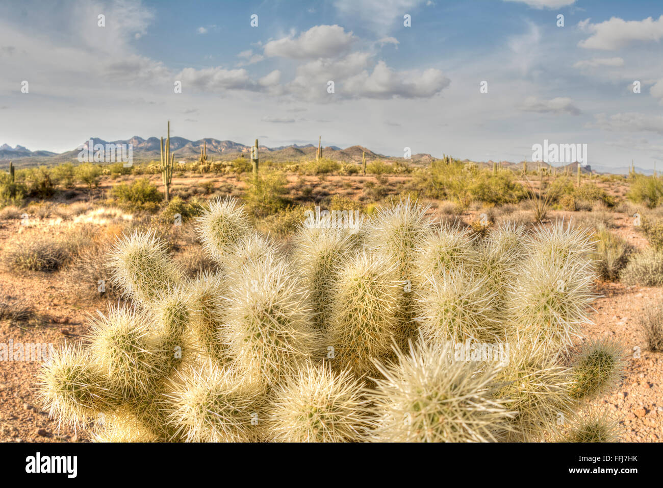 Une image de la superstition à cholla cactus désert en Arizona montre le détail d'un désert sec Banque D'Images