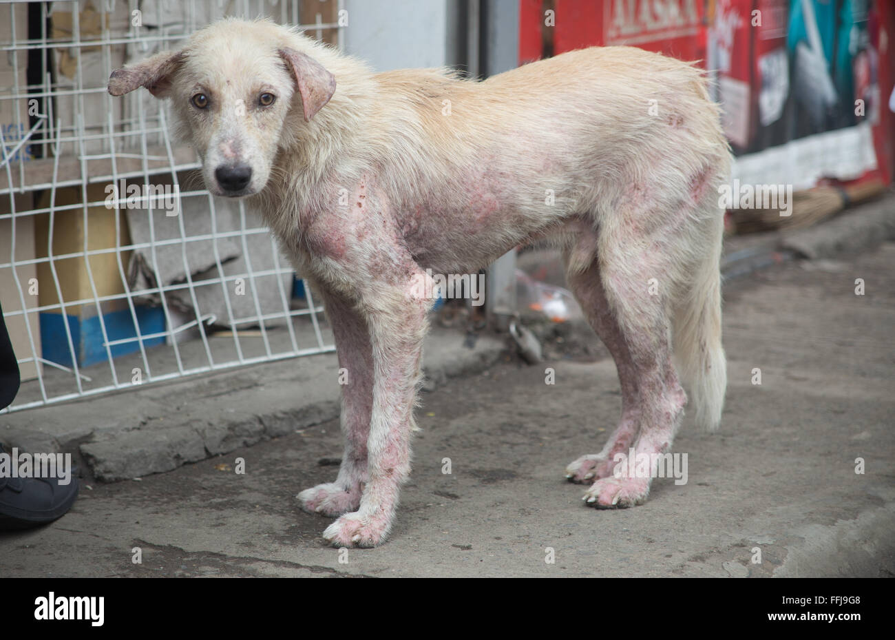 Un chien dans la rue aux Philippines montre des signes de maladie de la peau. Banque D'Images