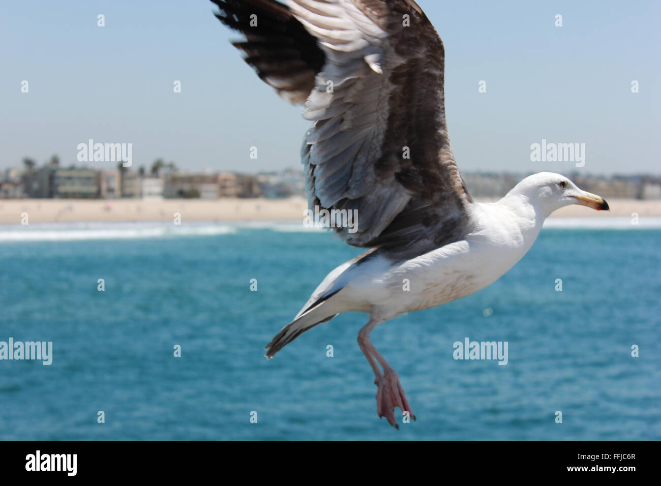 Seagull at Venice Beach Banque D'Images