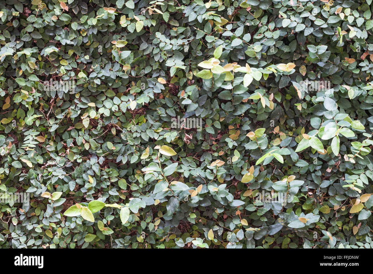 Mur décoré de plantes vertes, jardin en stock photo Banque D'Images