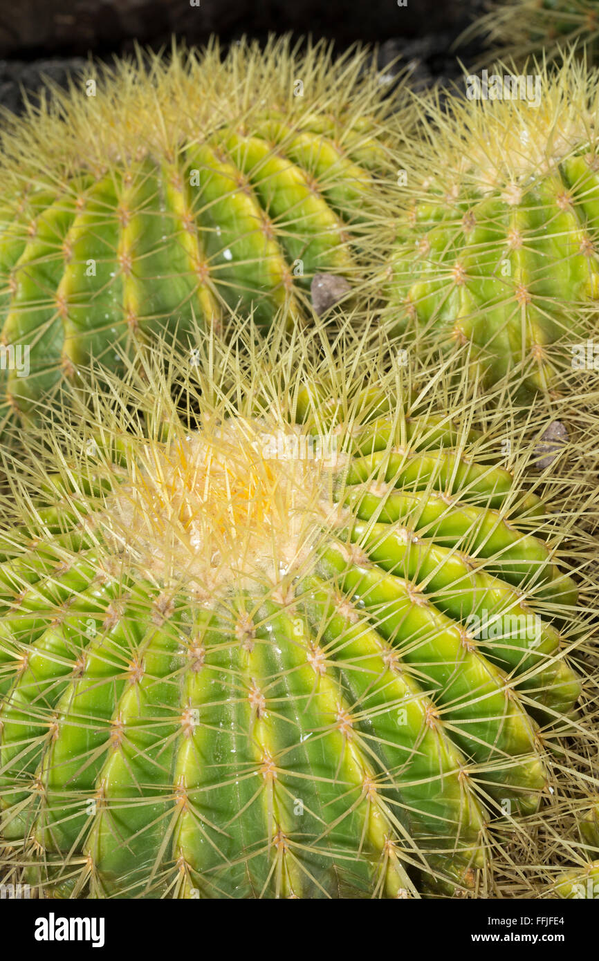 Libre d'un bateau à quille cactus. Cette plante succulente est populairement connu comme la belle-mère d'un coussin. Comme un croissant Banque D'Images