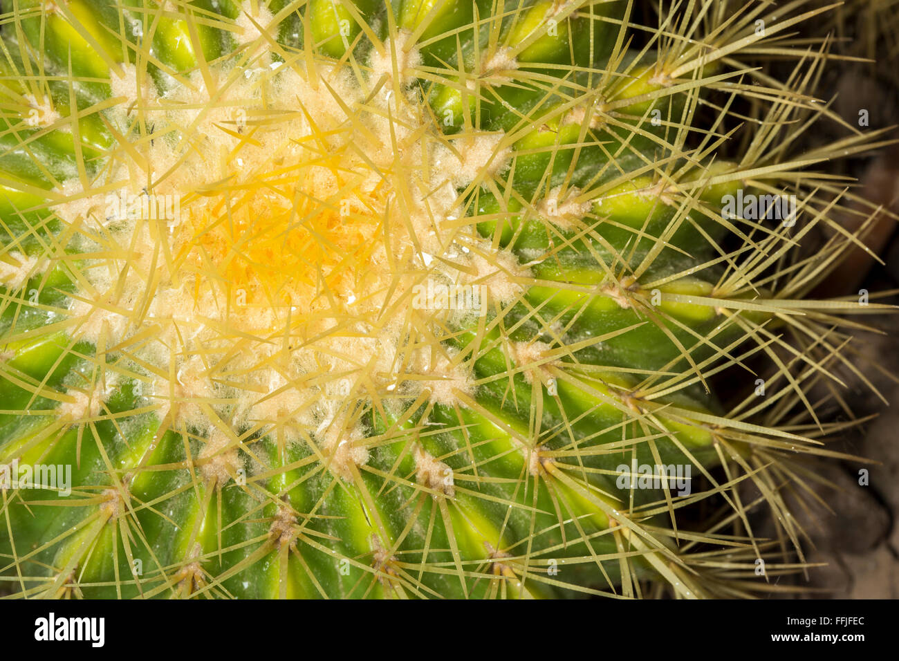 Libre d'un bateau à quille cactus. Cette plante succulente est populairement connu comme le golden barrel cactus. Endange et rare Banque D'Images