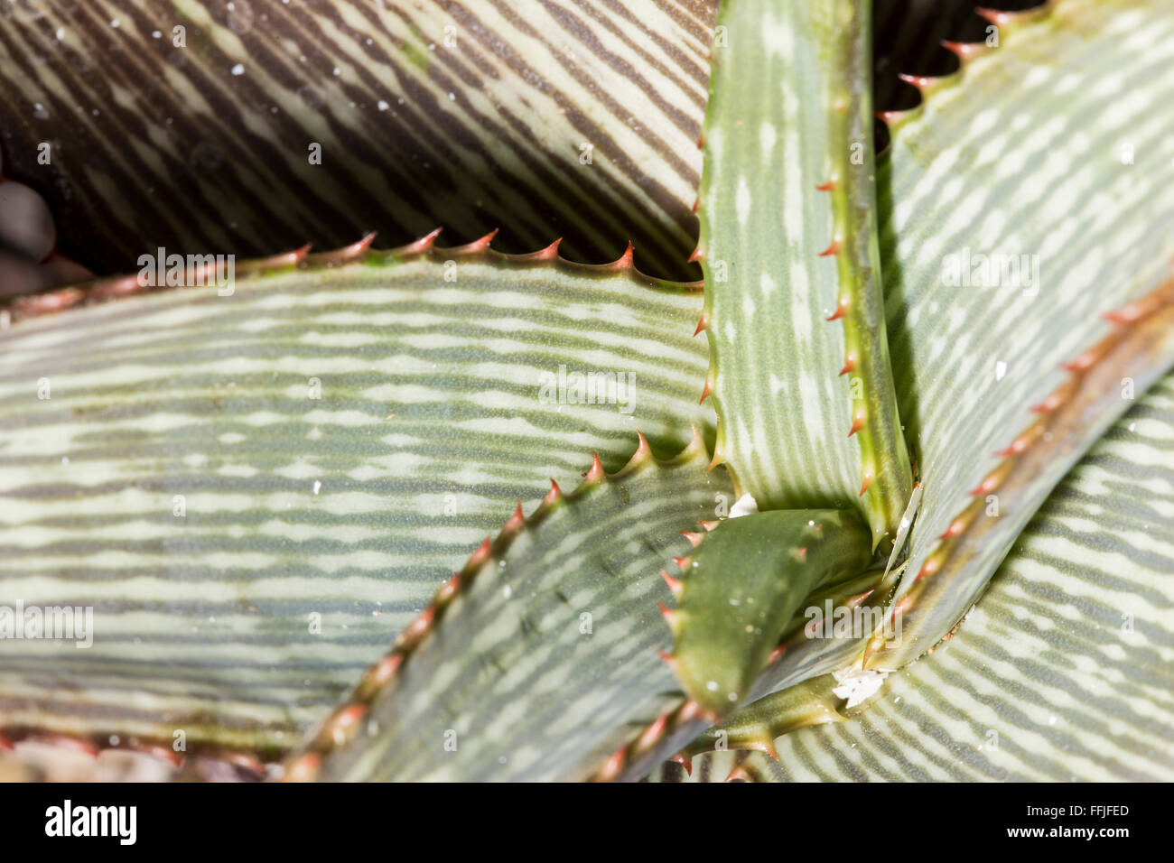 Détails de macro des feuilles d'une Aloe branddraaiensis succulentes. Cette plante a une rosette de grandes feuilles charnues, épaisses, Banque D'Images