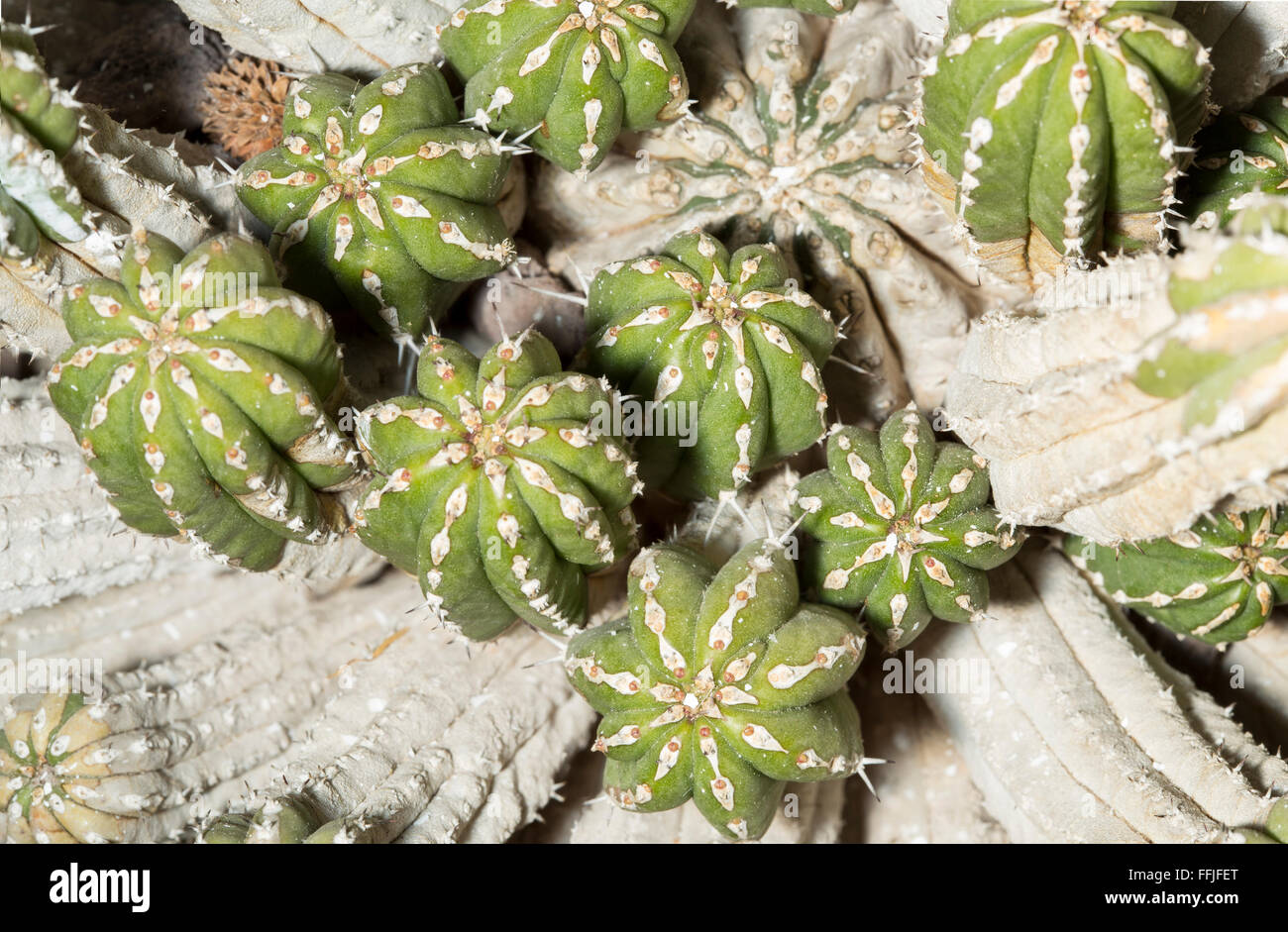 Libre d'un Euphorbia officinarum plante succulente. Cette plante est endémique en Afrique du Nord, en particulier au Maroc Banque D'Images