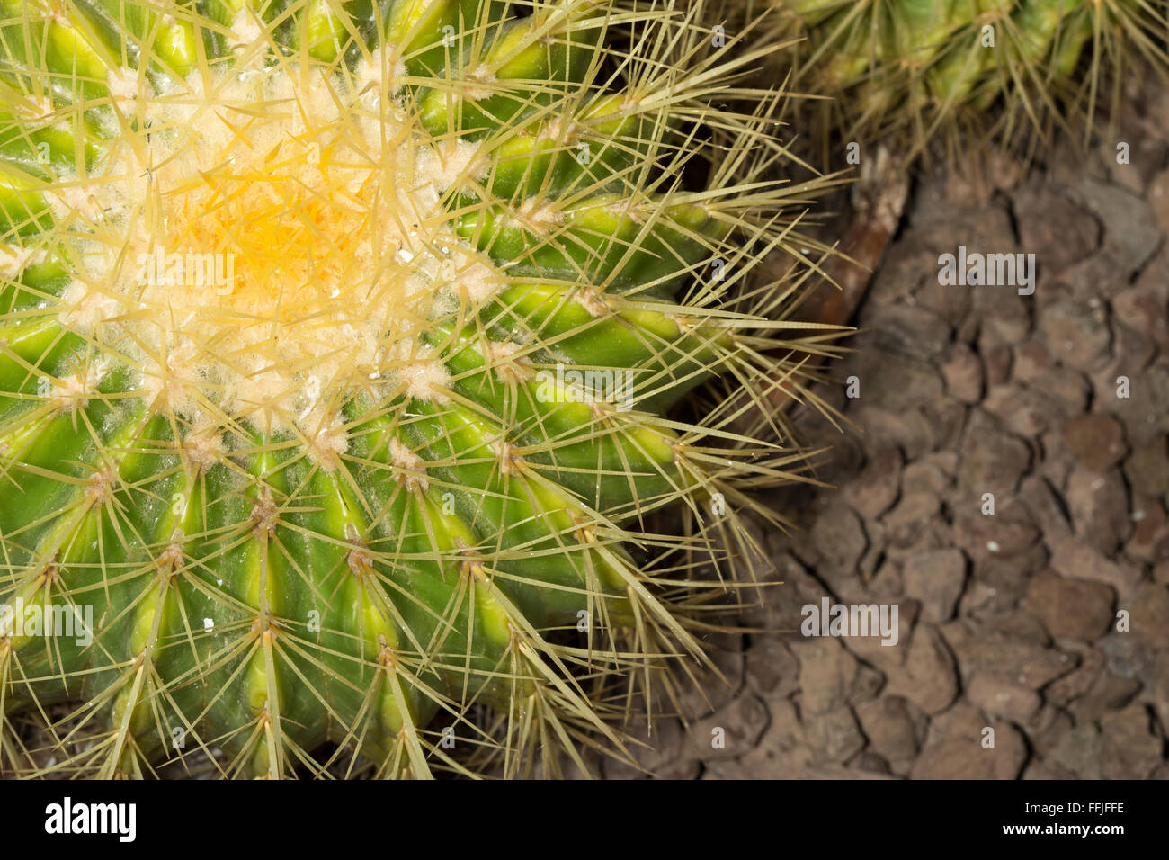 Libre d'un bateau à quille cactus. Cette plante succulente est populairement connu comme le ballon d'or cactus. Ce cactus pousse Banque D'Images