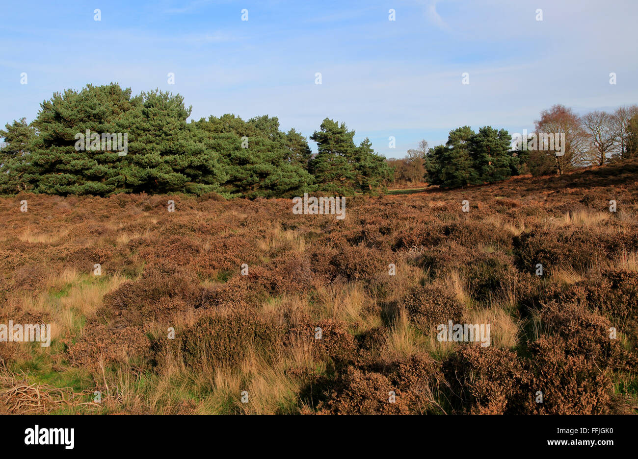 Paysage d'hiver des arbres et plantes sur la lande de bruyère, Sutton Heath Suffolk, Angleterre, RU Banque D'Images