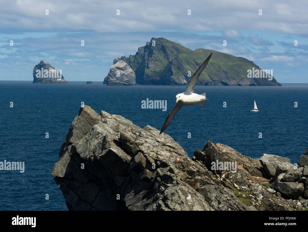 St Kilda hirta boreray voile Voile fulmar Banque D'Images