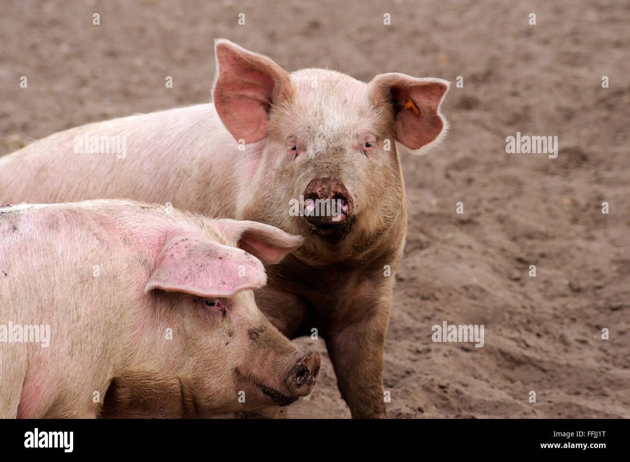 Deux porcs domestiques, dans la gueuse de boîtier sur ferme porcine de Suffolk, Avril 2012 Banque D'Images