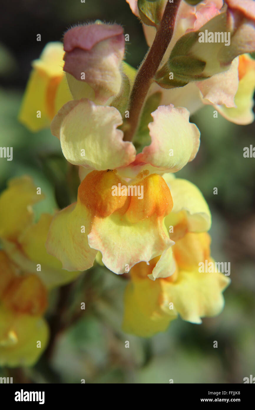 Close up de jaune pâle et de fleurs (antirrhinum Antirrhinum majus) sur une seule tige Banque D'Images