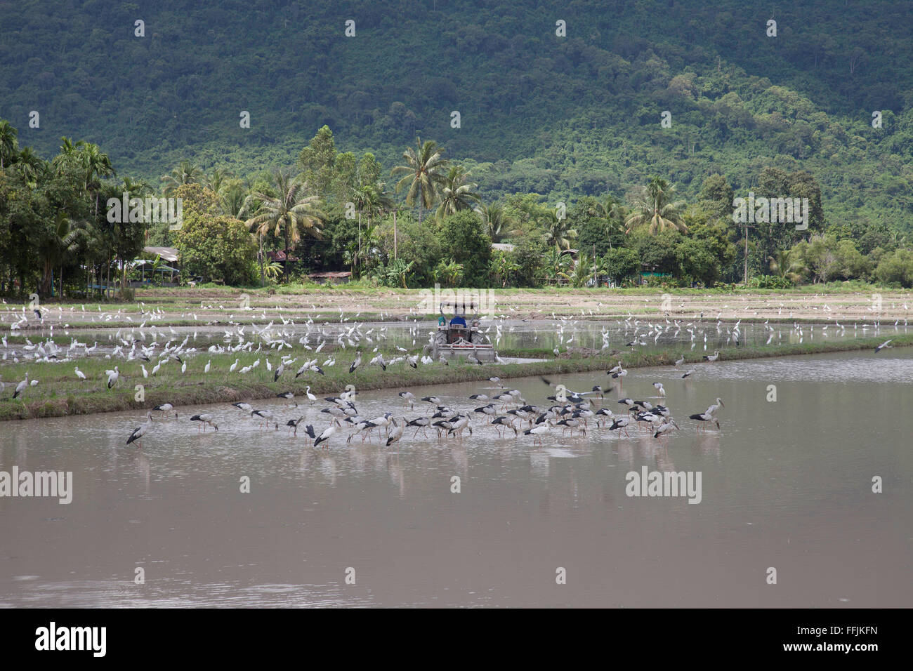 A l'Asie de l'oiseau à certains openbill nourriture dans la plantation du riz Banque D'Images