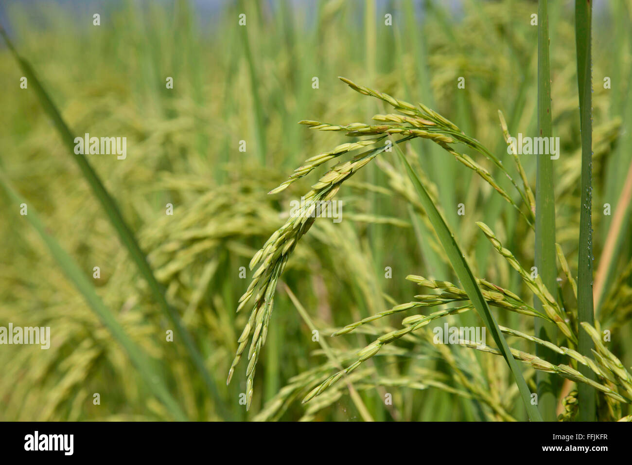 Riz vert dans le champ de riz Banque D'Images