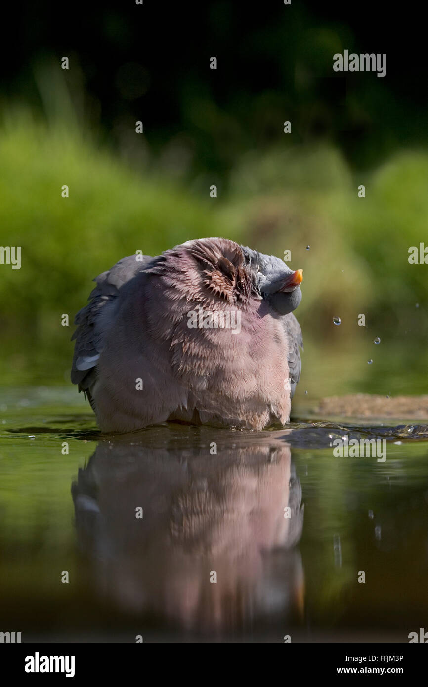 Ramier (Columba palumbus) assis dans étang de jardin, le nettoyage de ses plumes au cou, avec la réflexion, mai 2009, Bentley, Suffolk, 2 Banque D'Images