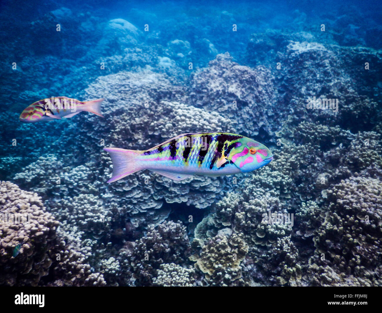 Une belle image d'un couple de poissons tropicaux sur un jardin de corail prises pendant la plongée à Gab Gab Beach à Guam. Banque D'Images