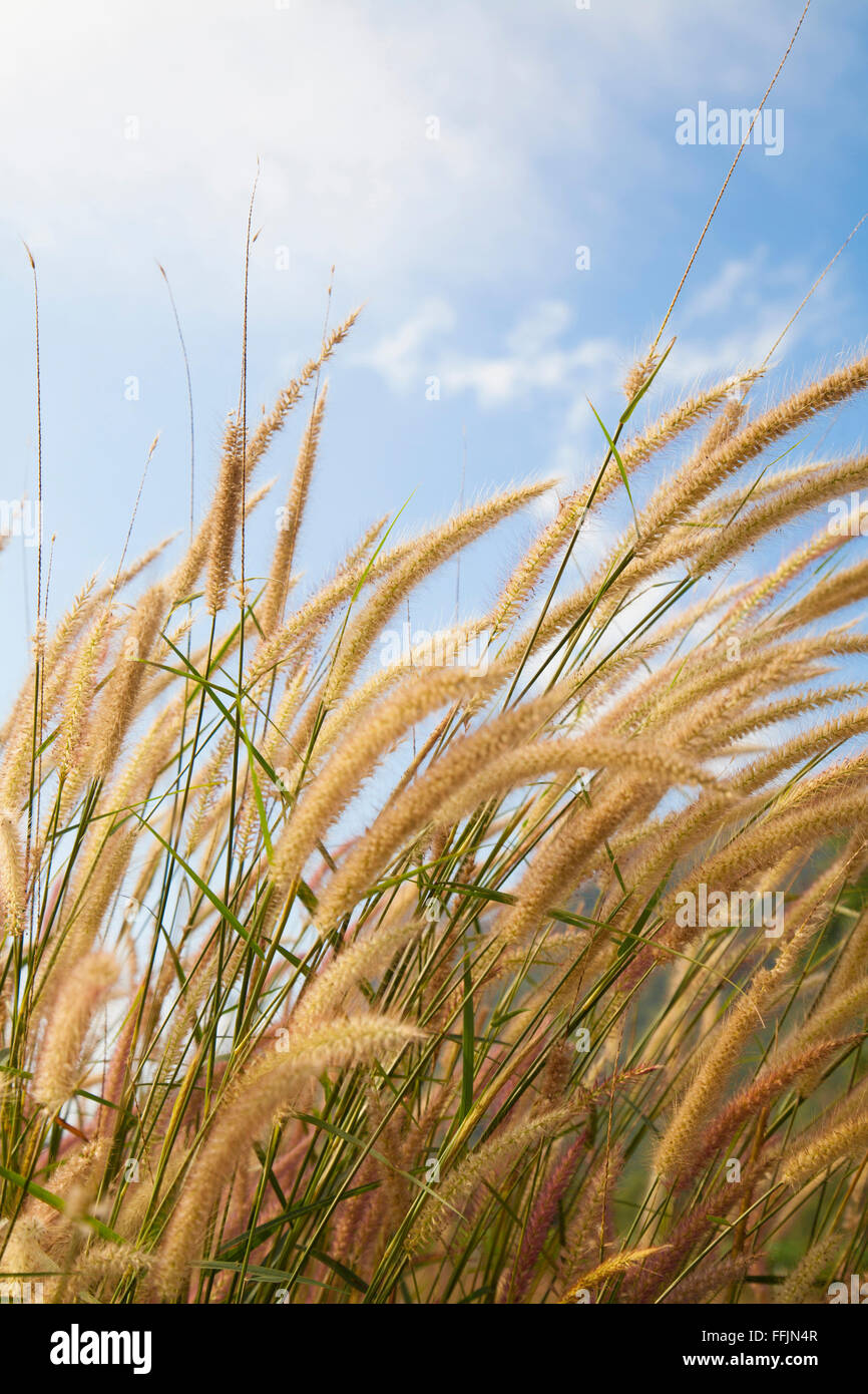 Fluffy grass field Banque D'Images