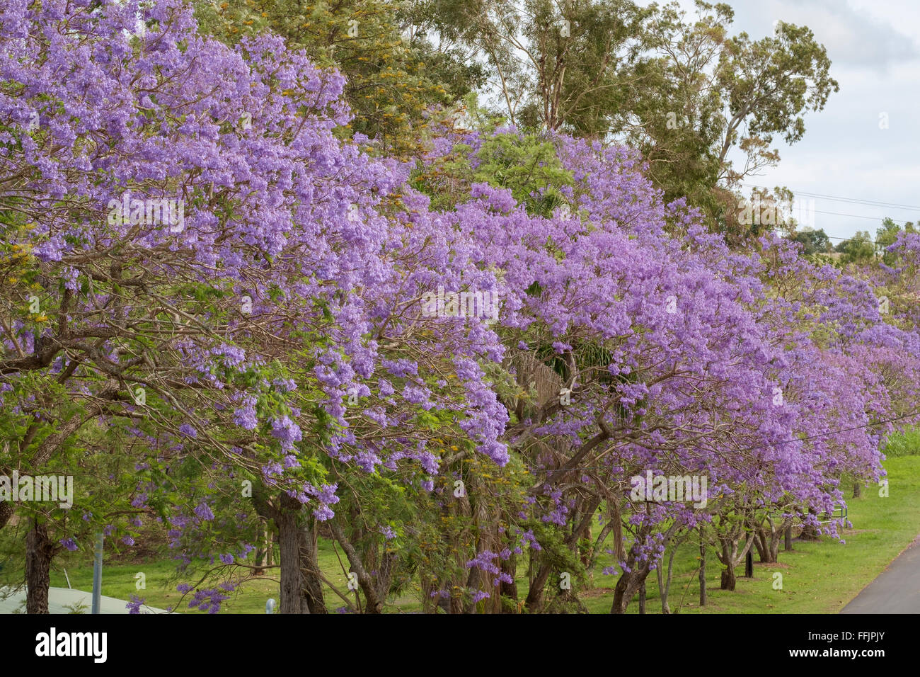 Jacarandas en fleurs - Boonah, Queensland Banque D'Images