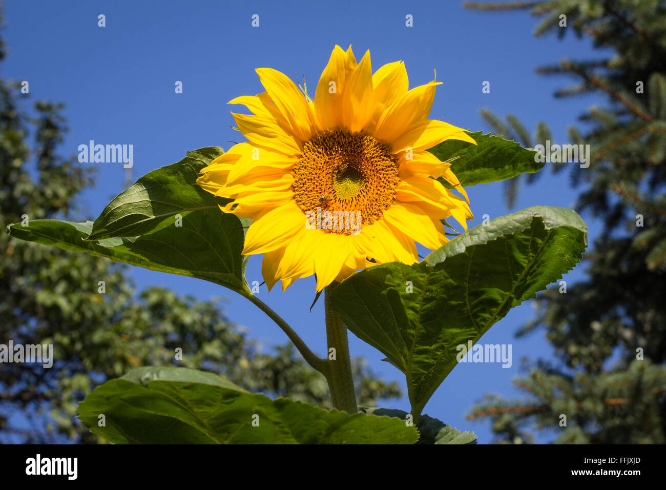 Superbe en fleurs de tournesol sur ciel bleu Banque D'Images