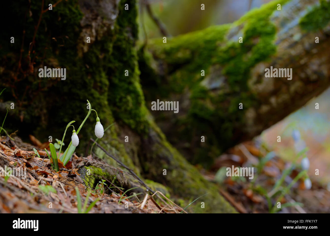 De plus en plus les perce-neige sur une forêt au printemps Banque D'Images