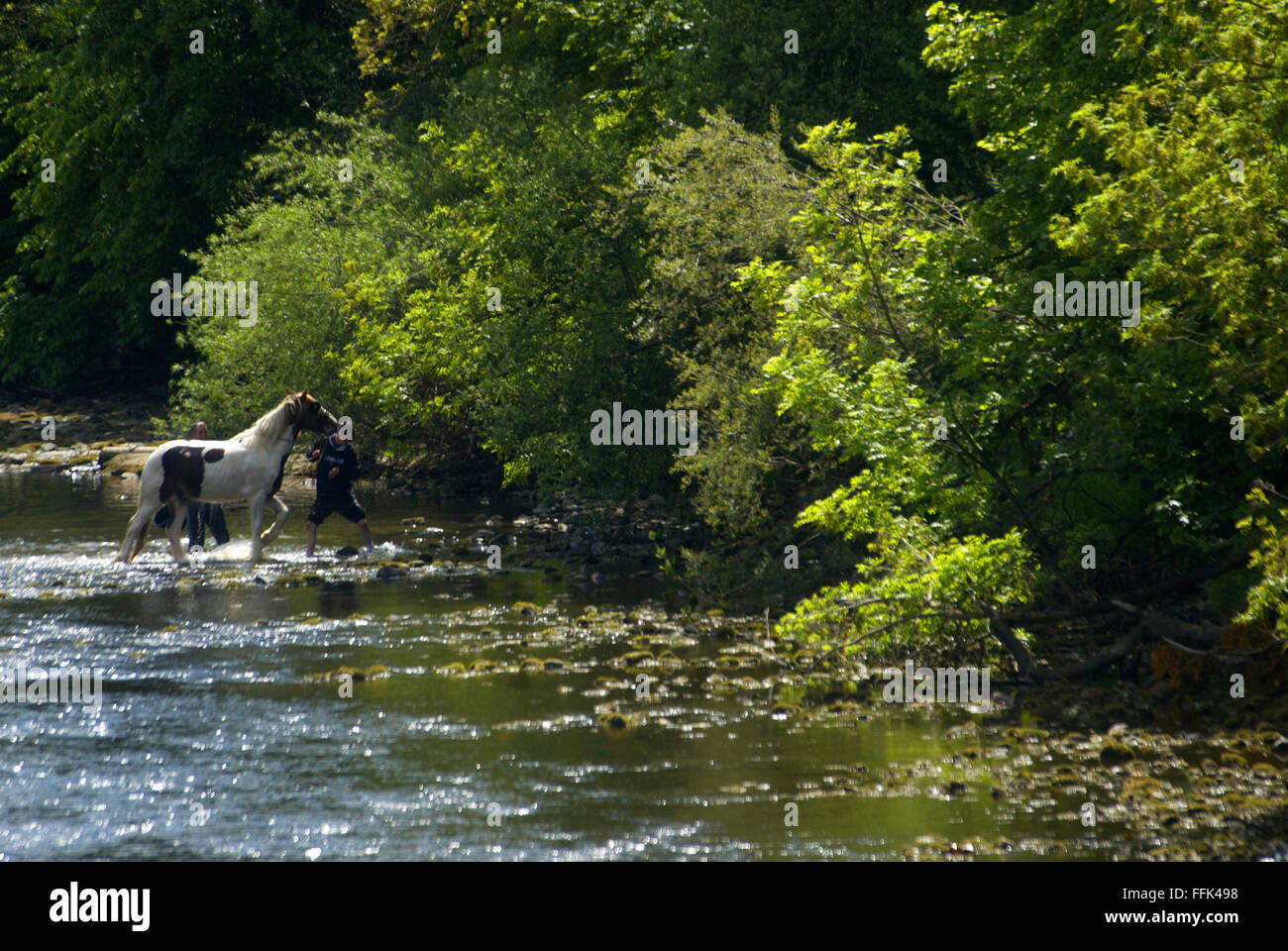 Arroser un cheval dans la rivière Ure, Masham, Yorkshire Banque D'Images