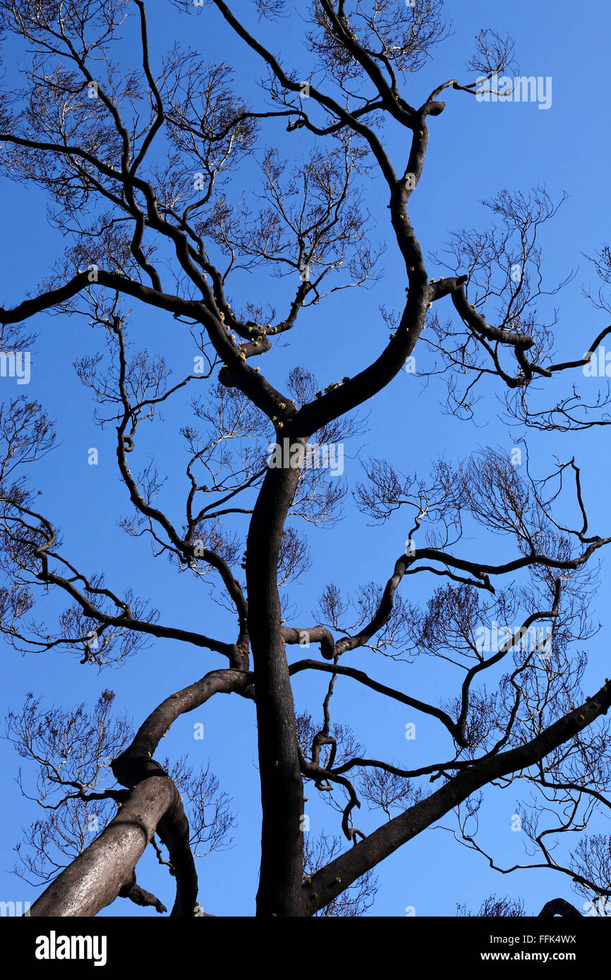 Eucalyptus brûlées contre ciel bleu 6 semaines après le samedi noir les feux de brousse, Victoria, Australie , 2009 Banque D'Images