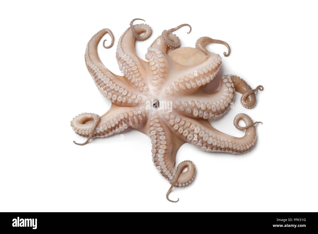 Ensemble de la matière première unique octopus à l'envers isolé sur fond blanc Banque D'Images