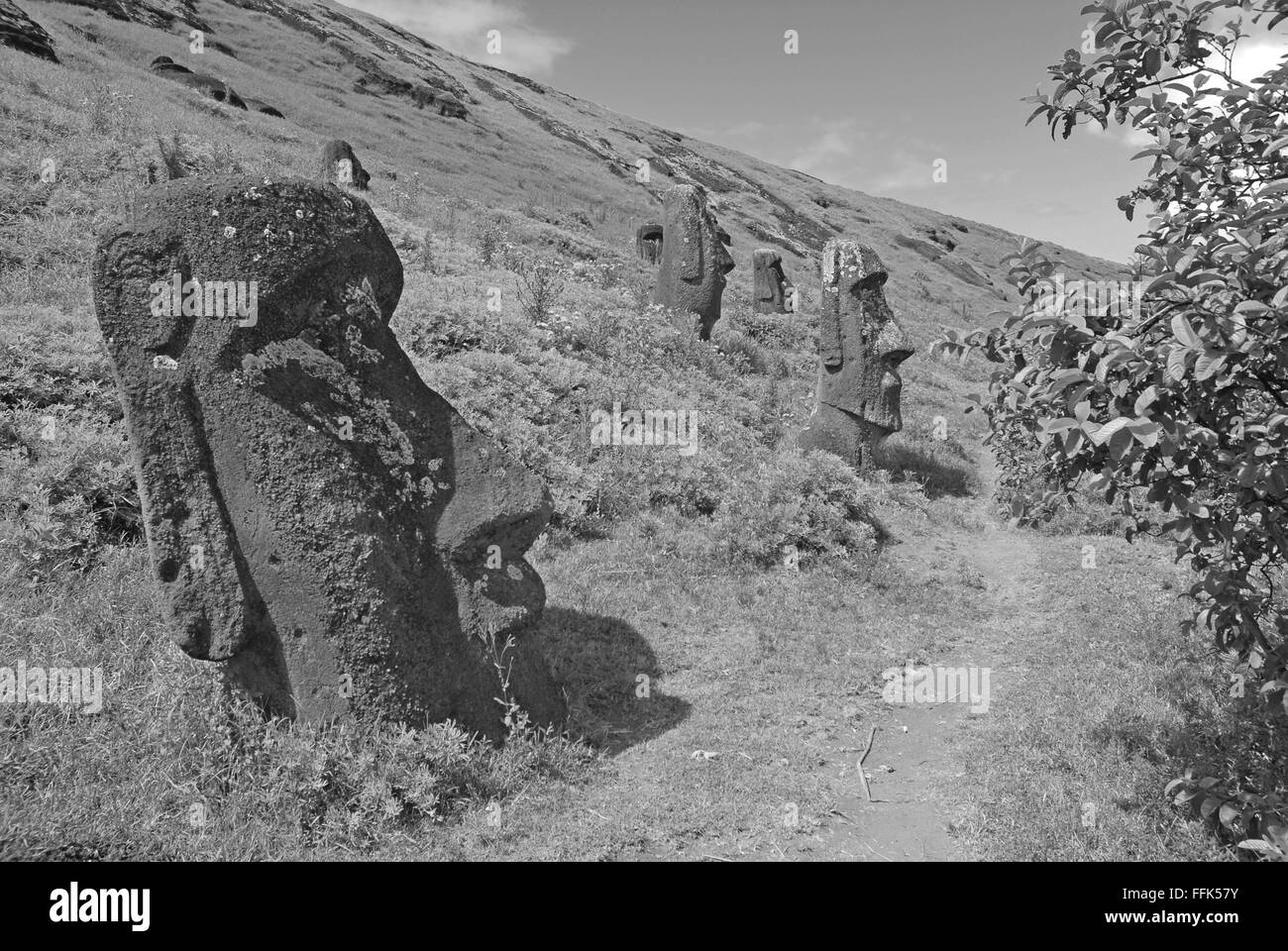 Moai statues en pierre, Rapa Nui, l'île de Pâques, Chili Banque D'Images