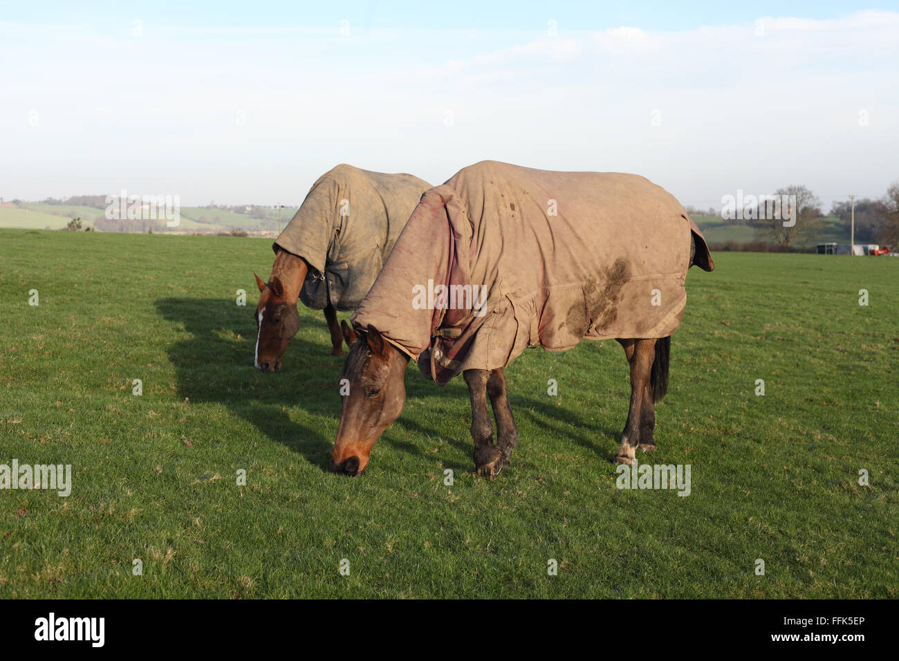 Paire de chevaux portant un manteau de protection d'hiver dans un champ près de Rye, East Sussex, UK Banque D'Images