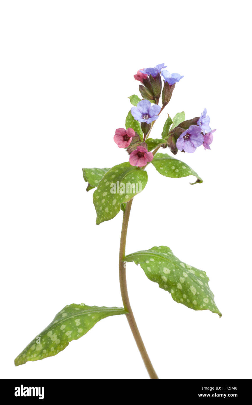 La floraison, herbe fraîche sur fond blanc Banque D'Images